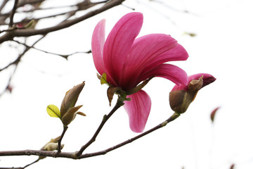 Branch with blooming magnolia bud.Isolated on white background.Close up photography.