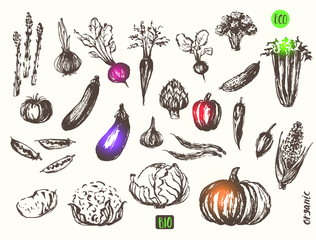 Hand drawn vegetable sketch vintage style. Tomato, chili, bell pepper, onion, eggplant, asparagus, carrot, broccoli, celery, cucumber, potato, cabbage, cauliflower. 