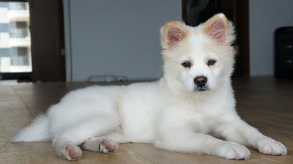 metis white puppy Yuki lying on the floor 