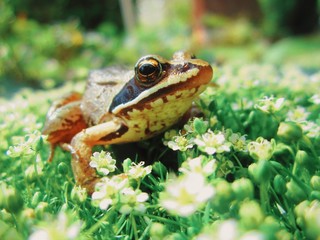 Here is a closeup of a frog, which is living in our lake. Shot with Nikon d5200.