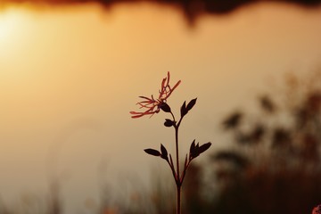 The closeup of the flower near the lake. Shot with Nikon d5200, edited on iPhone XS.