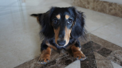 cute little dachshund Ronald long fur