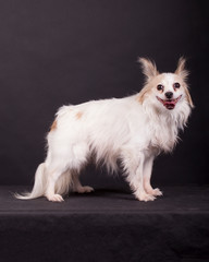 Portrait of a Papillon dog