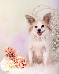 A cute Papillon dog on a chair with flowers.