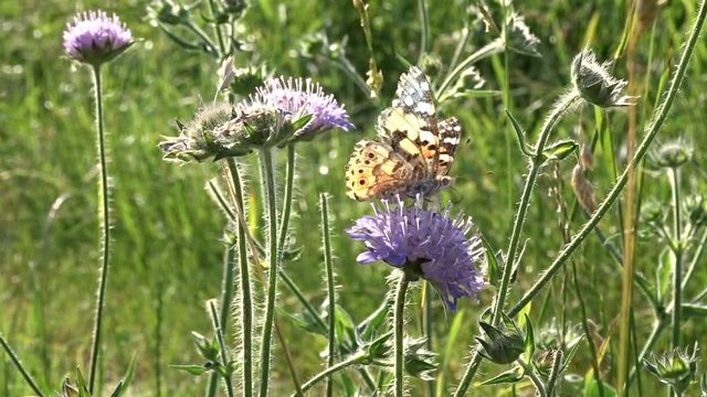 Butterfly Painted lady, Vanessa cardui, restin on a Field Scabious, Knautia arvensis, in the  middle of a medow on a sunnyt early summer day