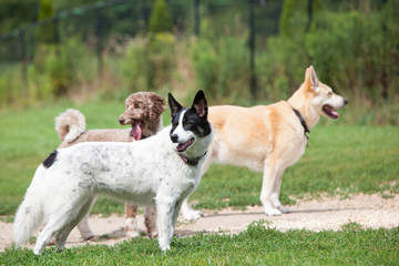 Three dogs on a path.