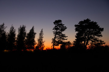 The tall trees look like silhouettes towards the glowing sky as the summer sun sets over Malmö, Sweden