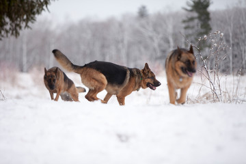 Three dogs playing in the snowy forest.
