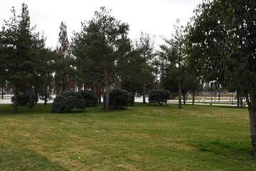 Fototapeta na wymiar Green lawn grass, tall trees and small green bushes grow along the perimeter. Early spring, a beautiful park for walks.