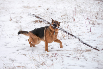 German Shepherd carrying an extra large stick through the snow.