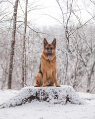 German Shepherd sitting on a snow covered stump in a forest.