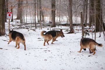 Three German Shepherds searching through the snow covered woods.