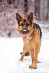 German Shepherd with snow on its nose standing in the snow at the edge of a forest.