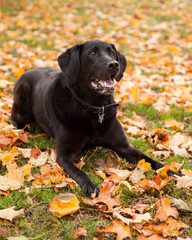 A happy smiling black labrador dog laying in fallen autumn leaves on the grass.