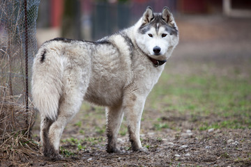 A muddy paw Husky dog standing in muddy grass near a fence looking backward.