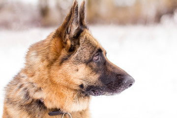 Profile portrait of a female German Shepherd dog in the snow.