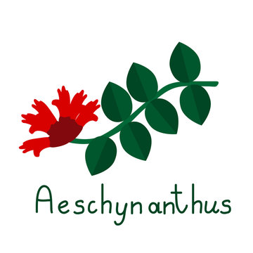 Aeschynanthus vector isolated