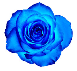A bud of a beautiful blooming rose in classic blue color is isolated on a white background.
