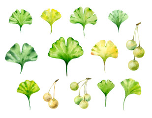 Ginkgo biloba leaves. Watercolor hand painted illustration isolated on white background.