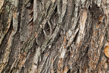 Old brown tree bark close-up, background texture