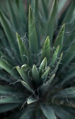 garden green plant leaves isolated