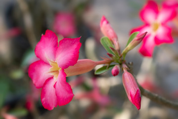 Fototapeta na wymiar Sprig of blooming pink Azalea, soft focus