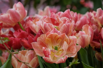 Beautiful orange tulips. Flower bed close-up. Floral background. Summer garden landscape design.