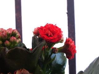 rote blume