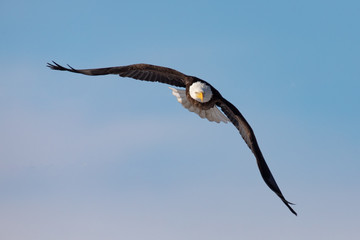 Bald Eagle Turn