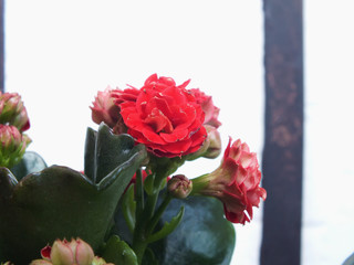 rote blume