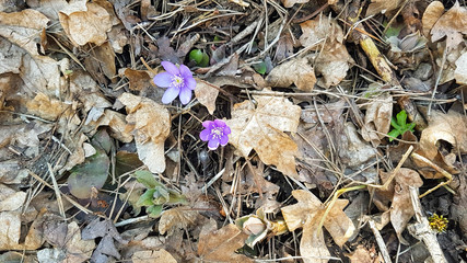 purple small flower in the forest ground