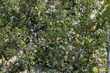 Natural background of green leaves and branches, white pebbles visible between the leaves.