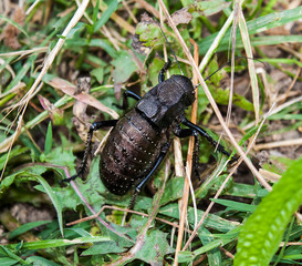 close up of an single bug in the natural enviroment