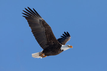 Bald Eagle Flyby