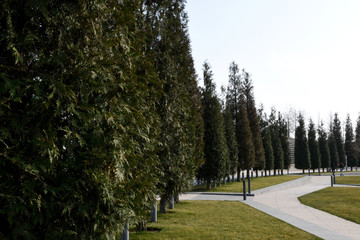 Tall pyramidal trees are planted in a row, a path lined with tiles runs into the distance. Lawn grass and green trees beautiful landscaping.