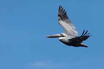 Brown Pelican Flying