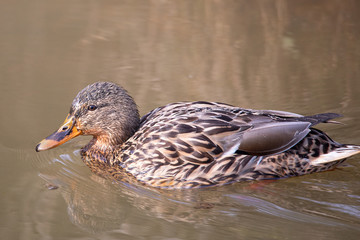 Ente im Wasser, baden 