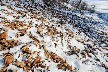 Dry autumn leaves covered with snow in park. Sunny spring weather.Changing weather seasons.Climate changing.Bright dry orange brown oak leaves covered of white snowflakes and ice crystals close up.