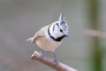 Haubenmeise auf einem Ast