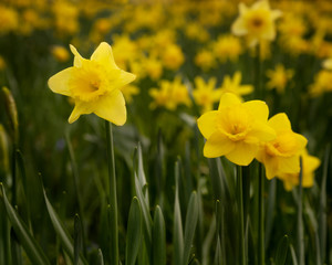 Daffodil Meadow