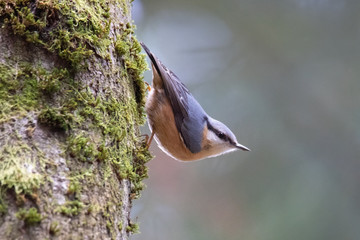 Kleiber am Baum, klettern
