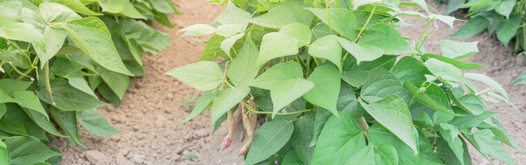Panoramic row of dragon tongue bush beans growing on hill ready to harvest in Washington, USA