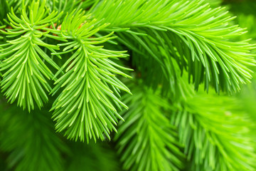 Young fir tree.