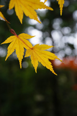 黄色く色付いた日本楓の葉