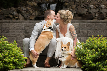 Funny corgi dog kissing bride and groom on wedding day