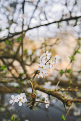 Easter flowers 