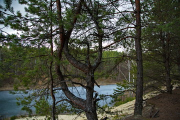 Forest lake in a pine forest in Central Russia.