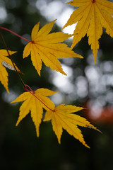 黄色く色付いた日本楓の葉