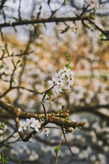 Easter flowers 