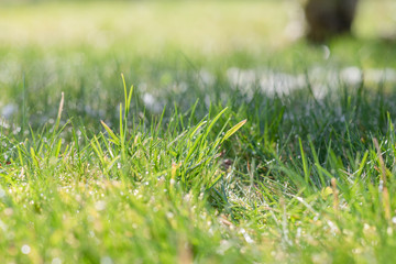 Early spring grass closeup, sunny morning background